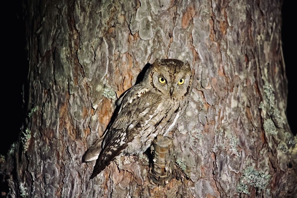 Photograph by Ольга Одаренко