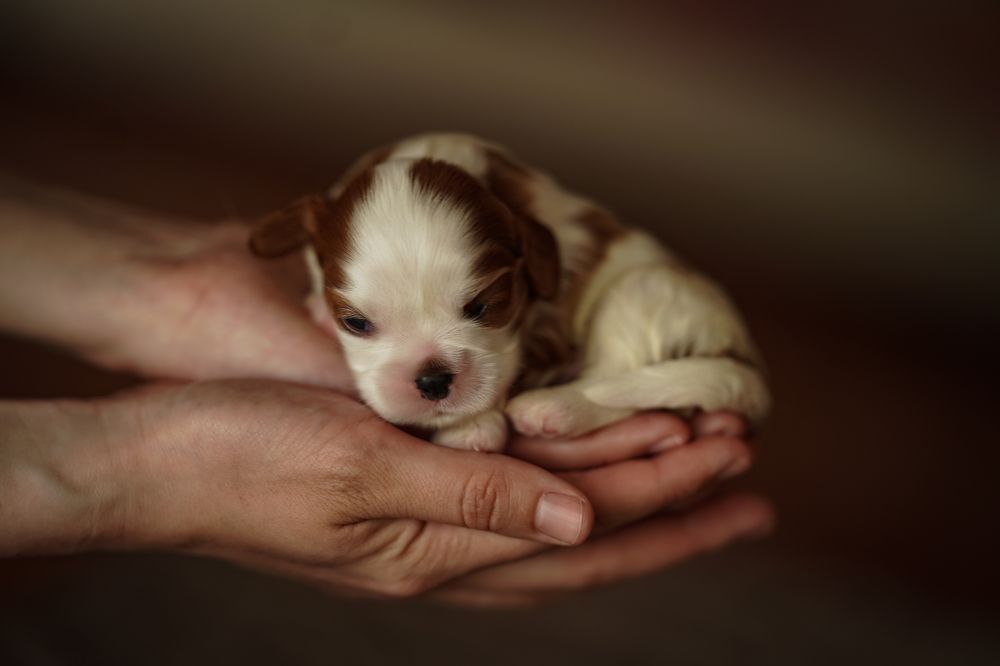 Photograph by Olesia Chepurchenko