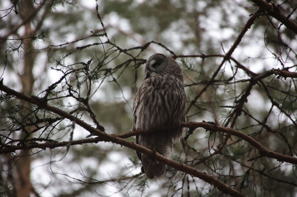 Photograph by Ольга Одаренко