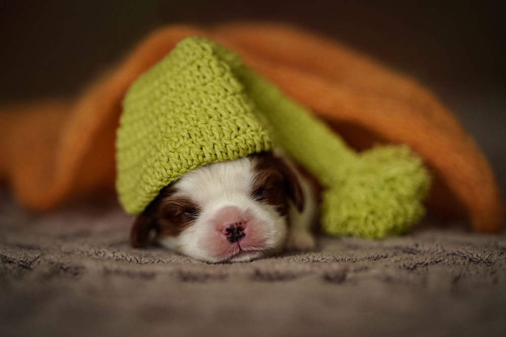 Photograph by Olesia Chepurchenko