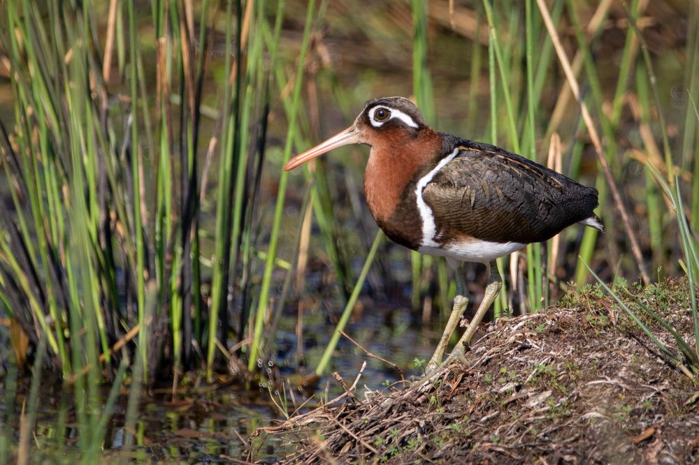 Photograph by Neil Venter