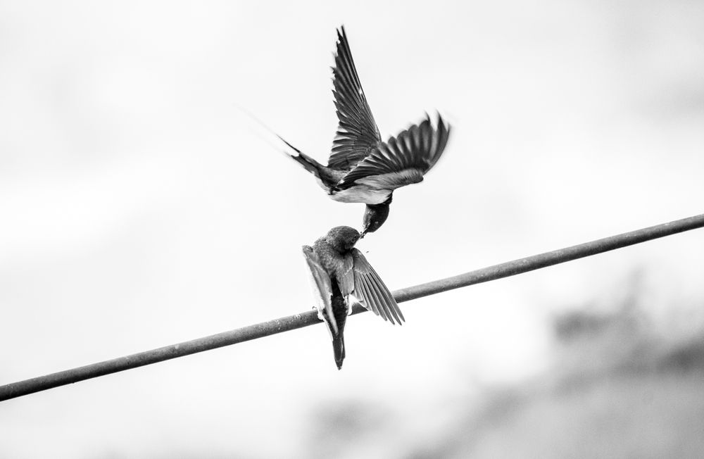 Photograph by son dam minh