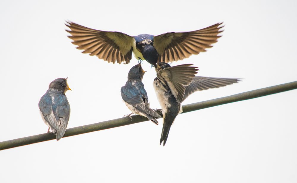 Photograph by son dam minh