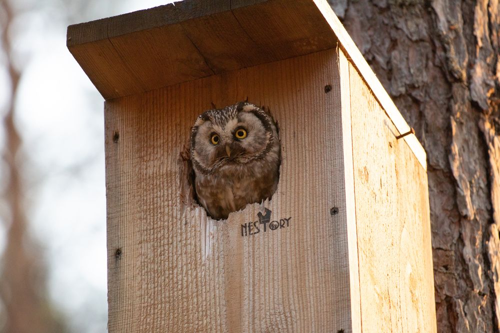 мохноногий сыч