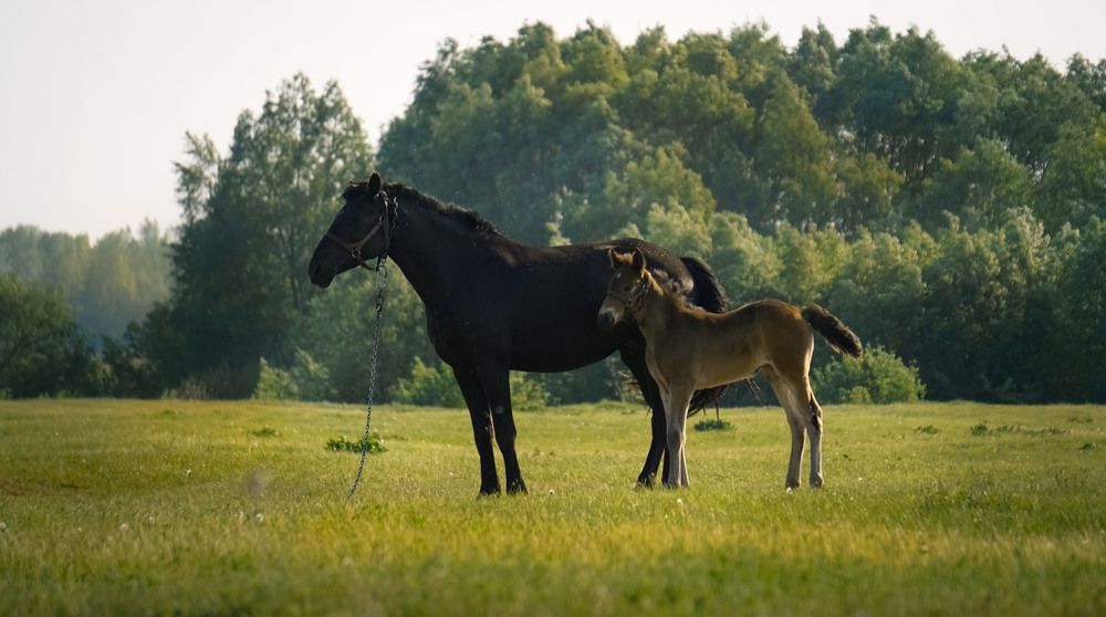 Photograph by Slesareva Nina