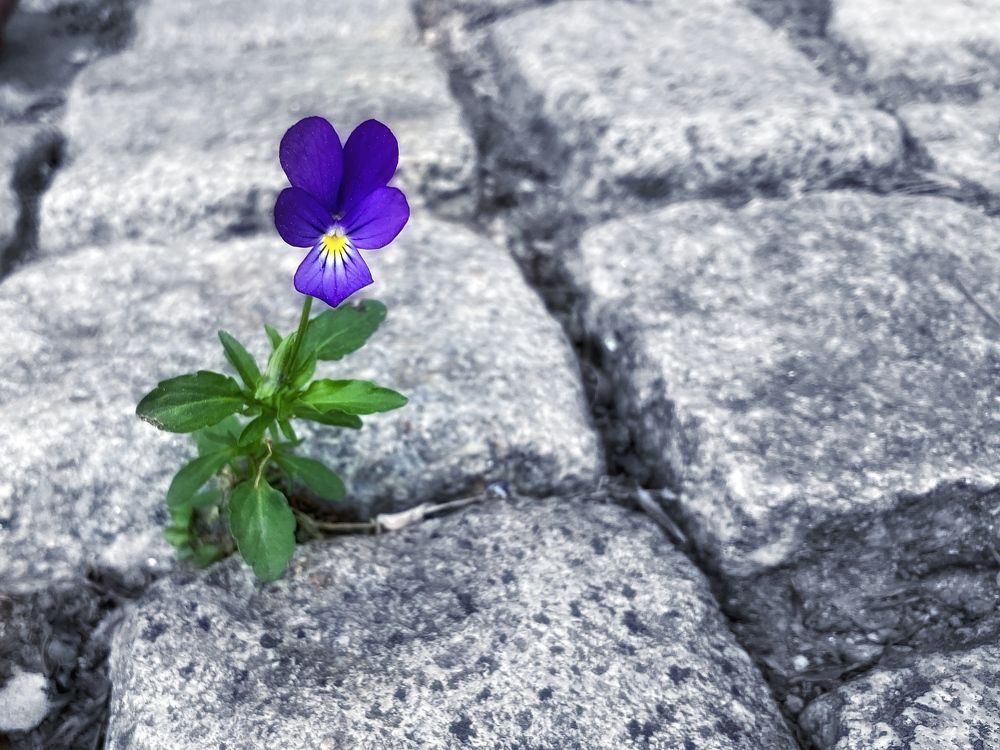 Photograph by Daniel Chobanov