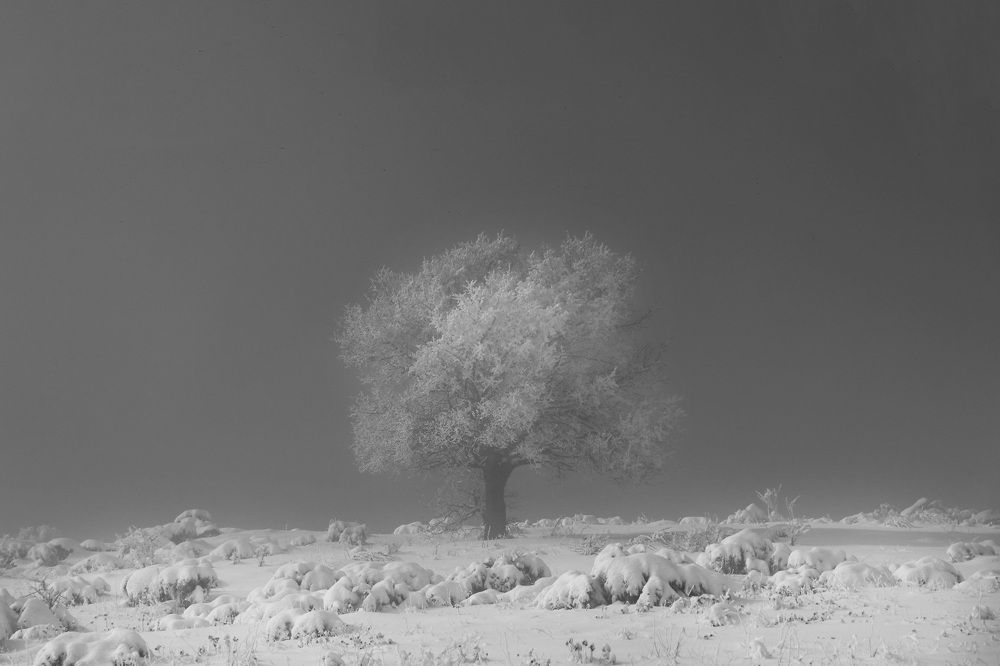 Photograph by samaneh jamali