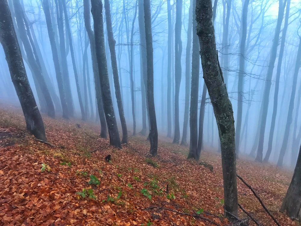 Photograph by Daniel Chobanov