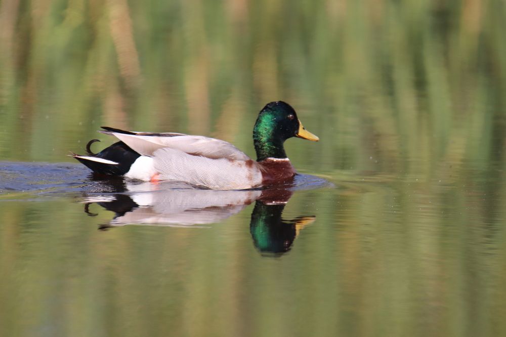 Reflection