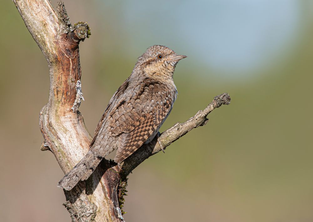 Photograph by Андрей Киселёв