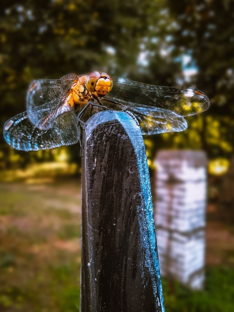 Фотография автора Inga