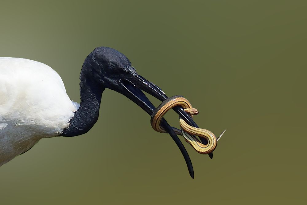 Photograph by Saurav Adhikari