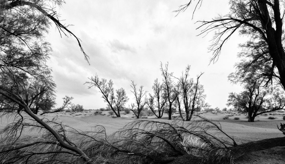 Photograph by AryoBarzan Garmsiri