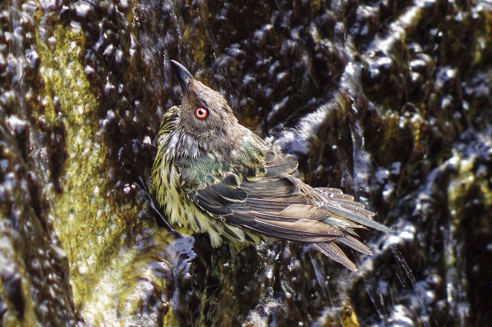 Photograph by Gareth Parkes