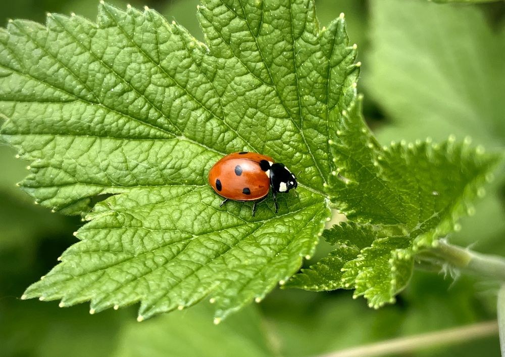 Photograph by Виктория Шамурина