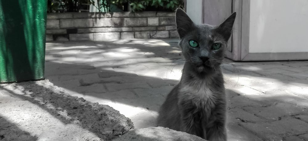 Фотография автора Adel elqamhawi Mohamed