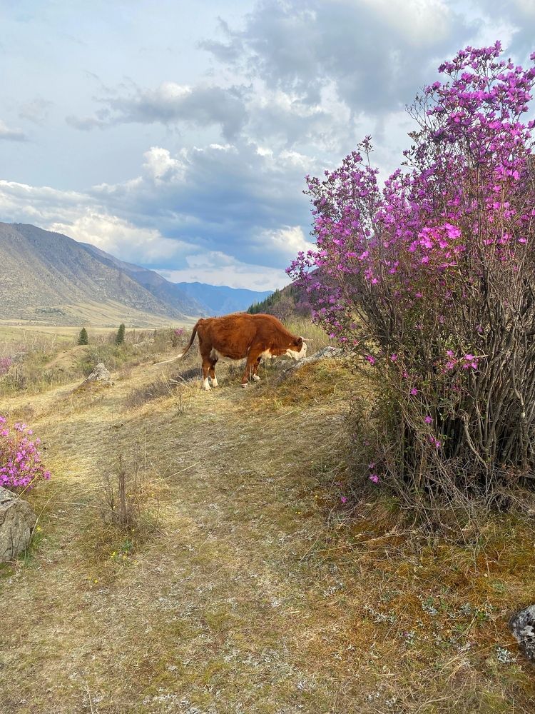 Достопримечательности Алтая