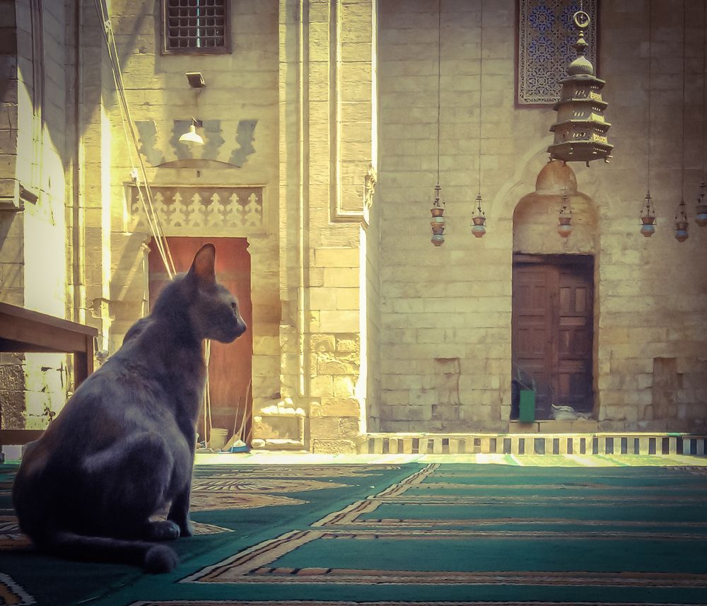 Safe in the house of God