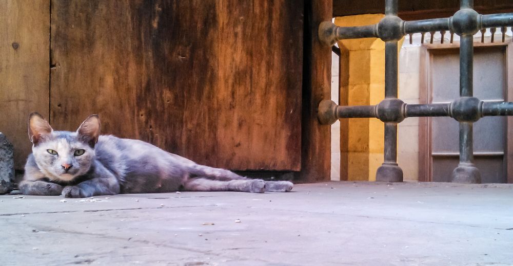 Фотография автора Adel elqamhawi Mohamed