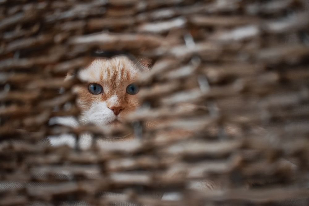 Photograph by Kira Bahvalova