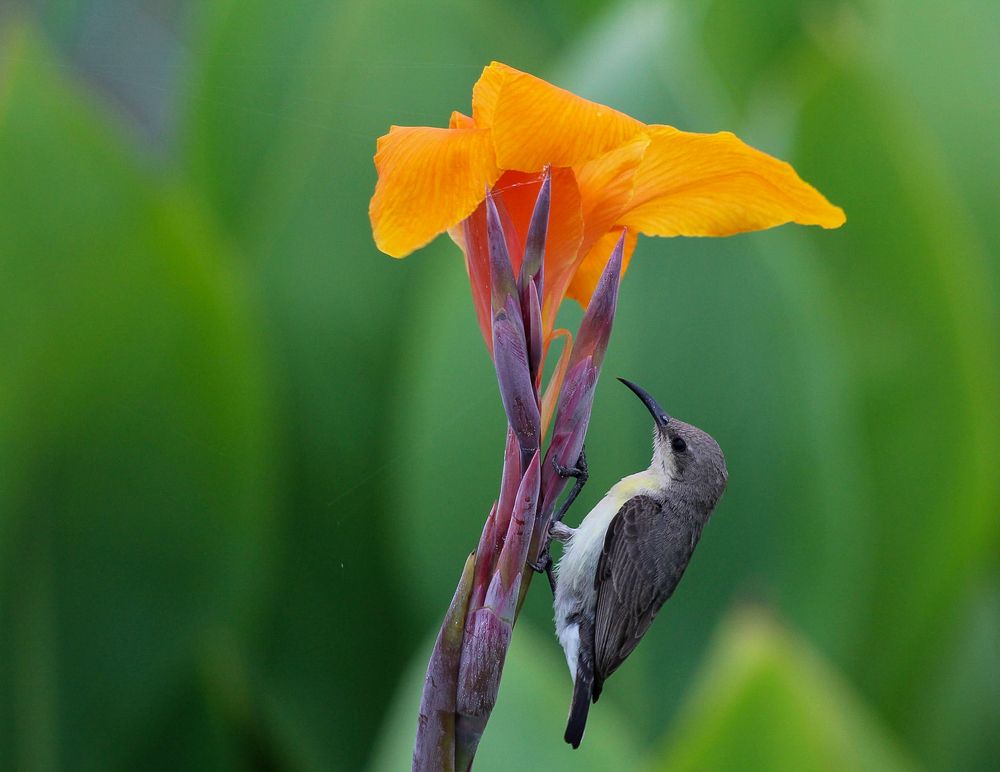 Purple sunbird