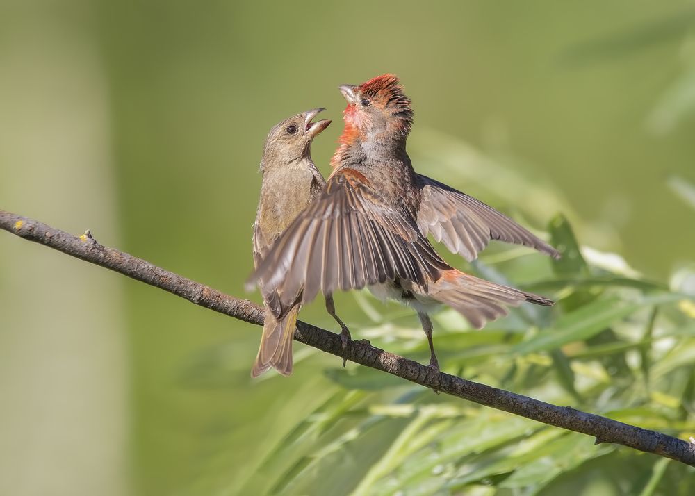 Photograph by Елена Швыдун