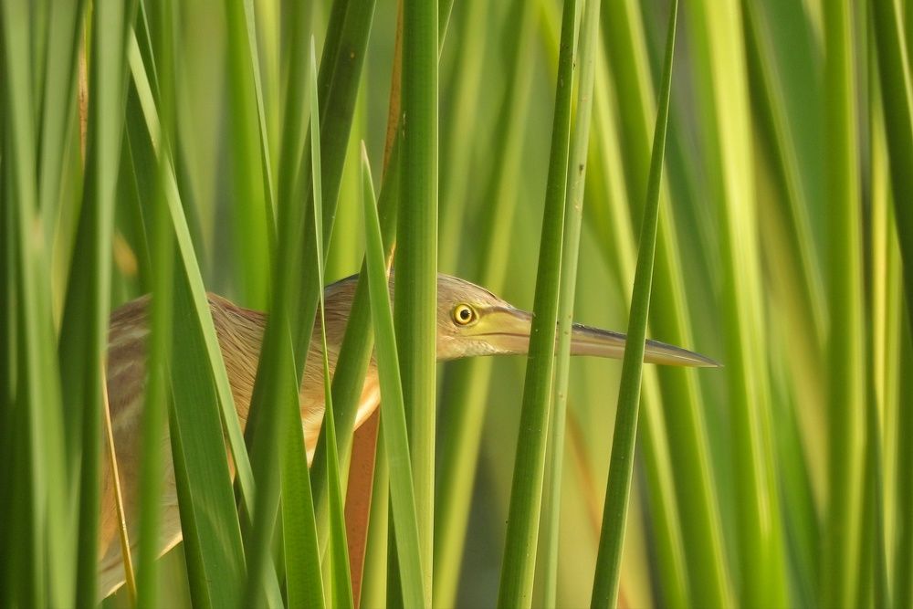 Photograph by Ines Wasi