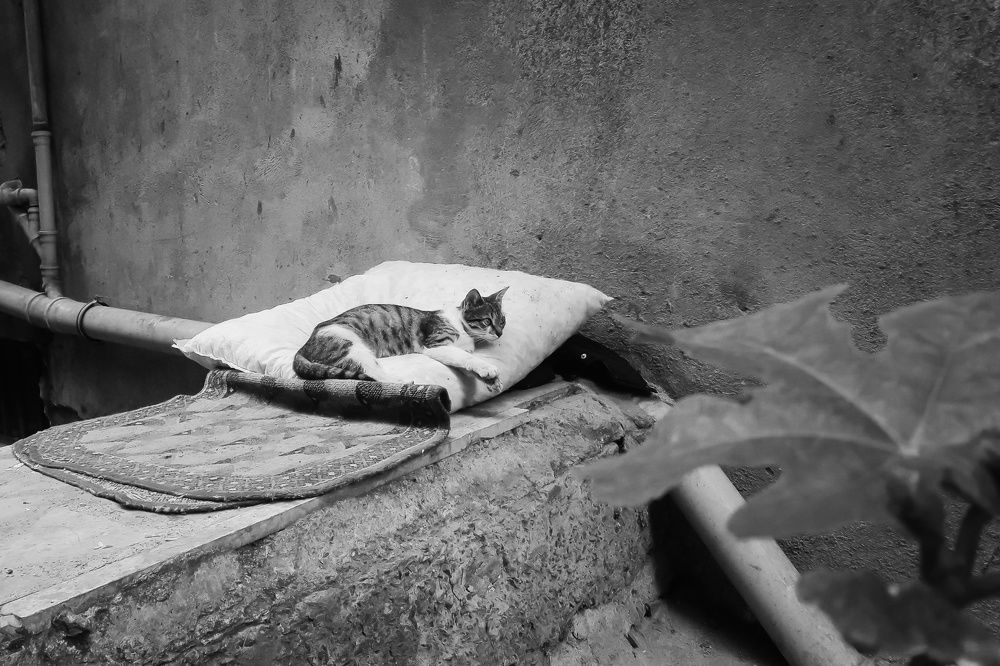 Фотография автора Omer Erdogan