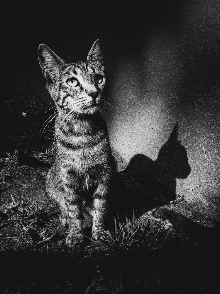 Фотография автора Omer Erdogan