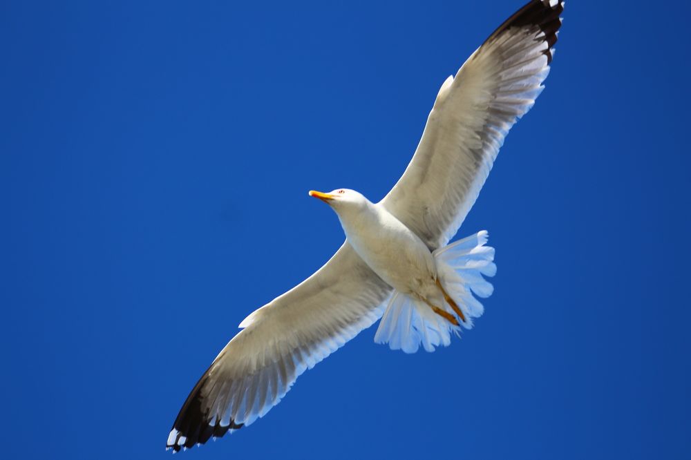 Photograph by Musa Abdulehed ER