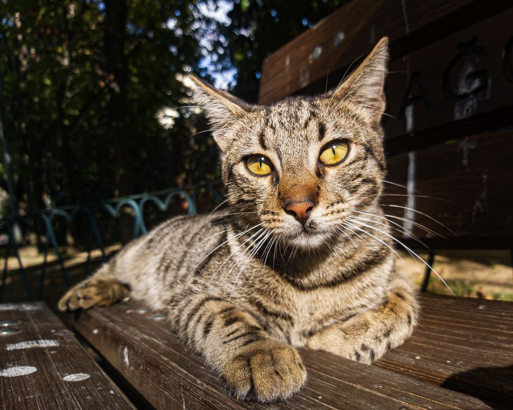 Фотография автора Omer Erdogan