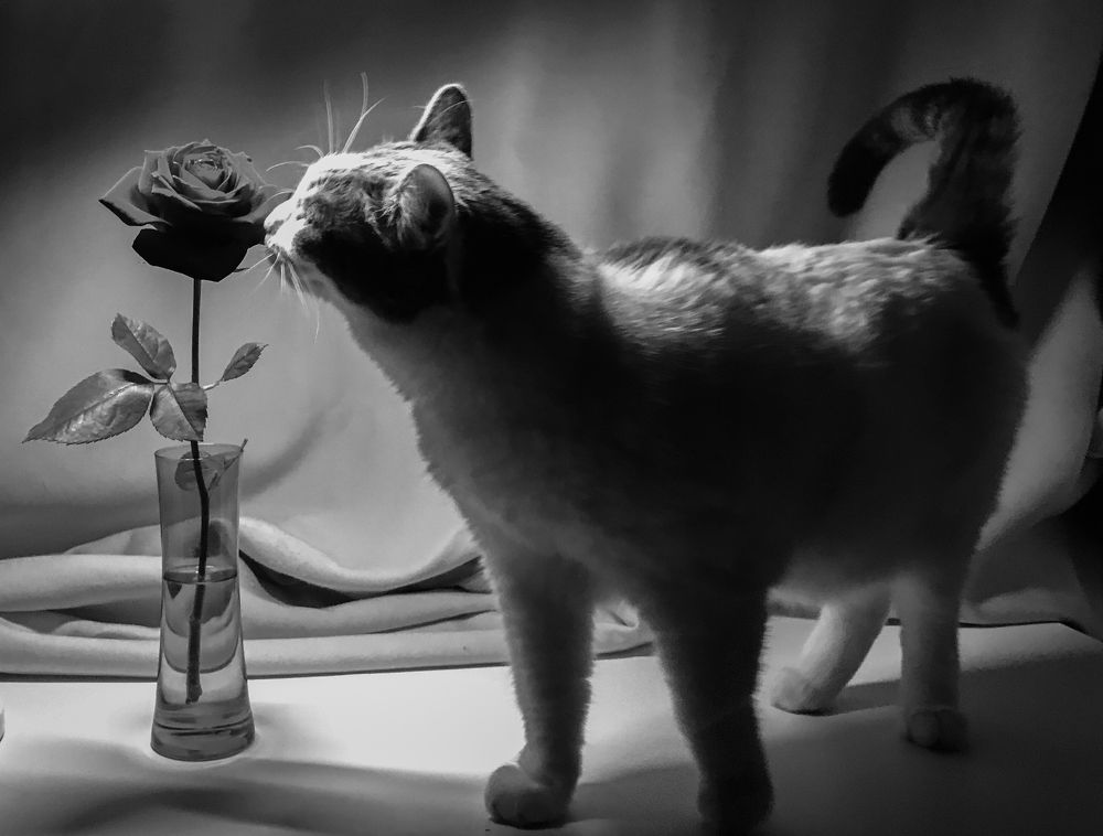 Photograph by Димитрий Осинцев