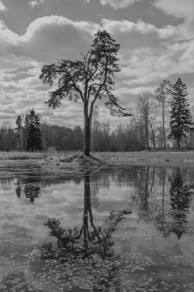 Сосна на островке...