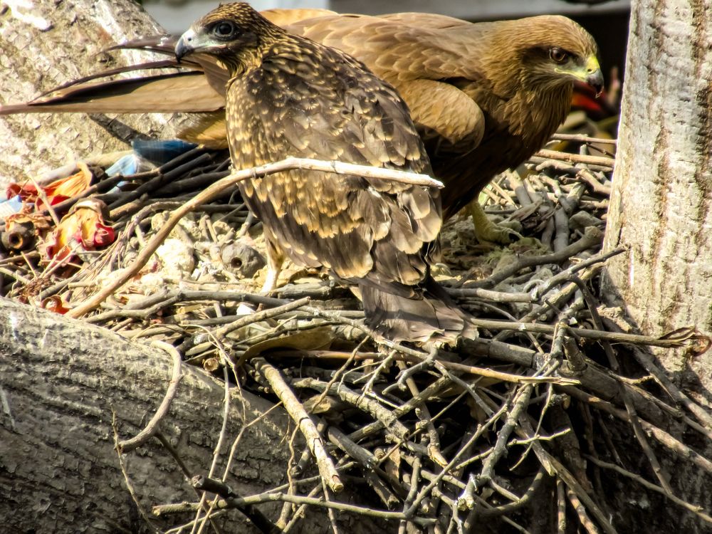 Photograph by bhardwaj vipin