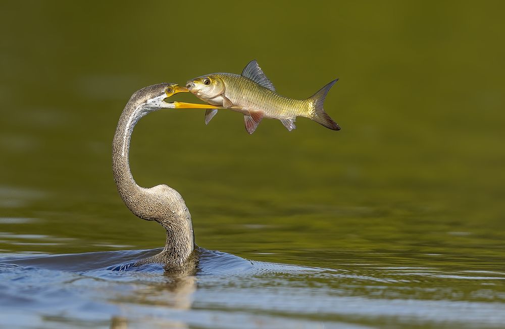 Photograph by Sudhanshu Tiwari