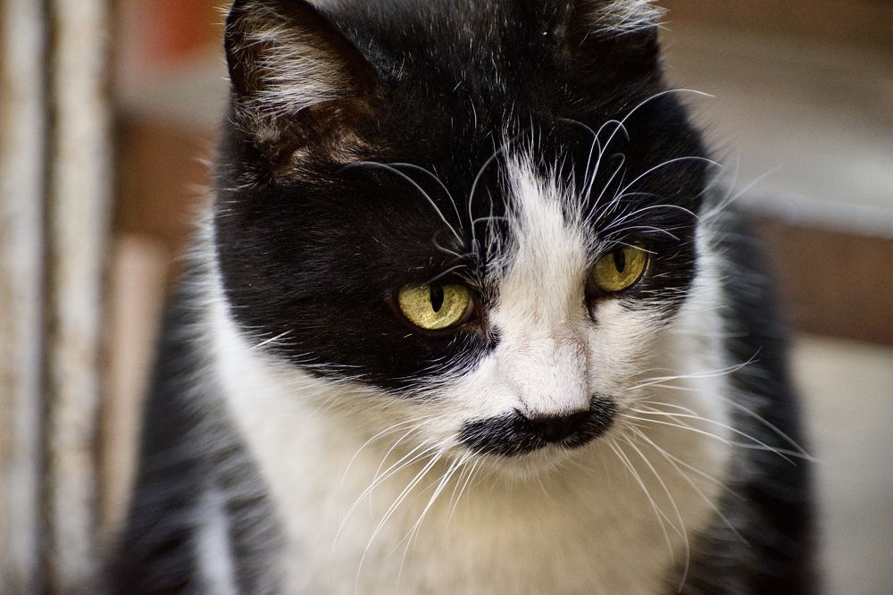 Photograph by Levan Svanidze