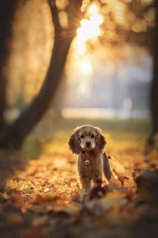 Photograph by Ирина Леонова