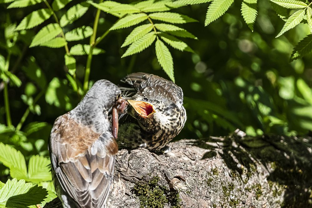 Есть захочешь, не так извернешься...