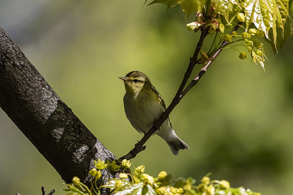 Портрет в весеннем интерьере