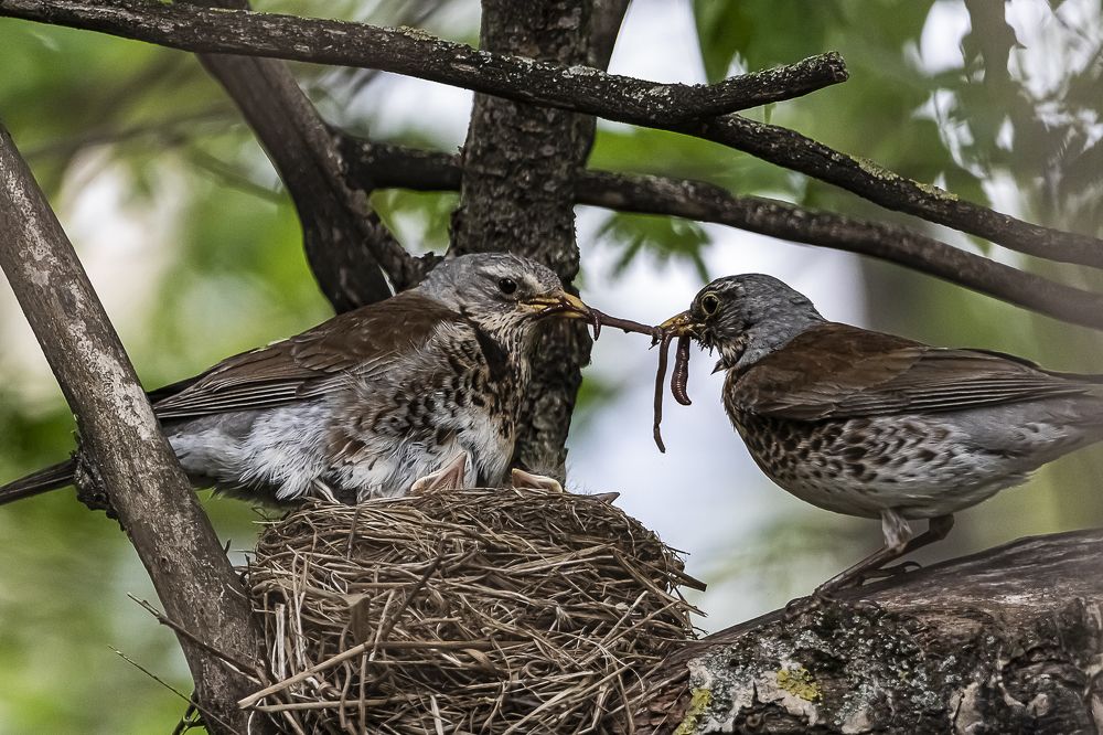 Мама тоже хочет есть