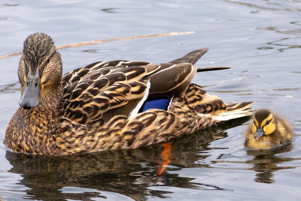 Photograph by Юлия Боровкова