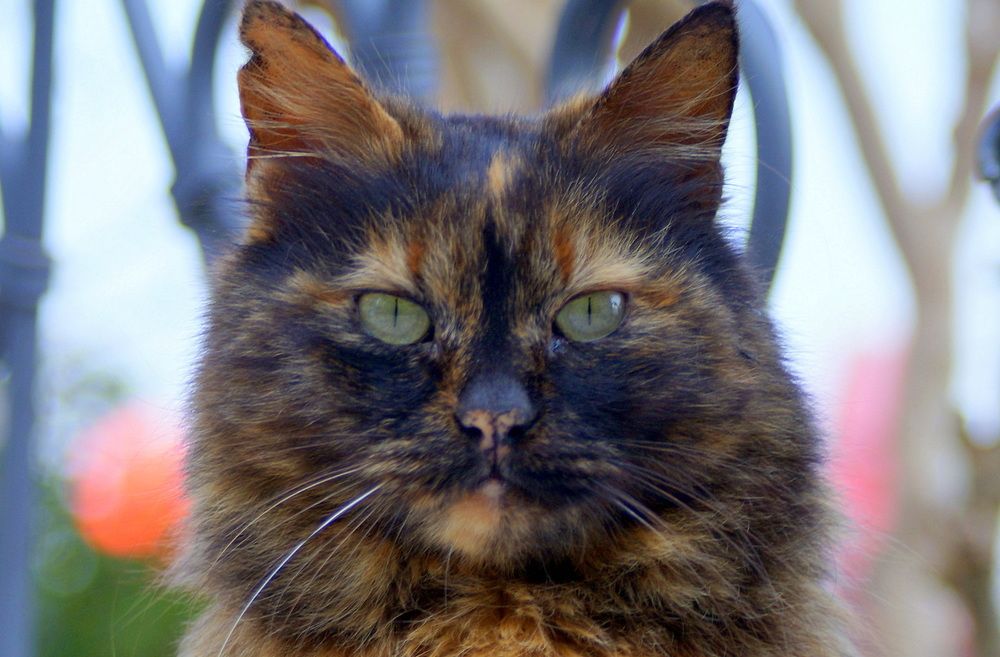 Photograph by Emil Zivanov