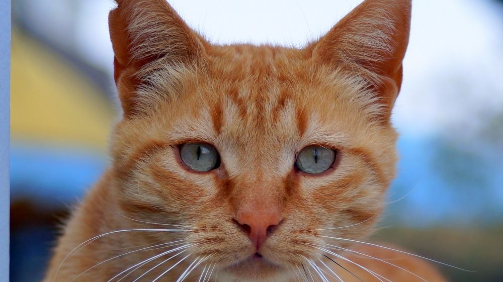 Photograph by Emil Zivanov