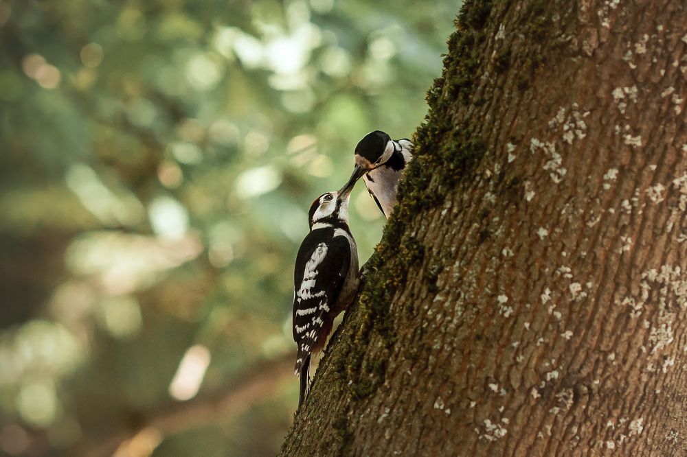 Photograph by Ирина Леонова