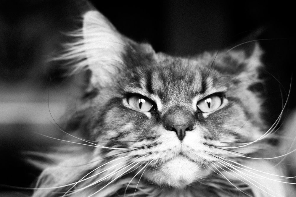 Photograph by Георгий Дарсания