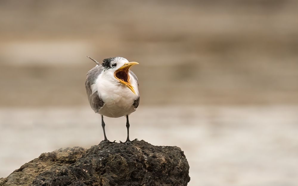 Yawwwwwn of the Crested Tern .