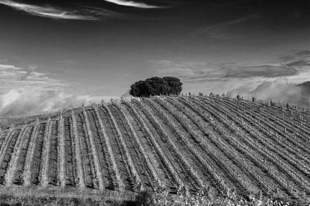 Photograph by António Manuel de Pereira