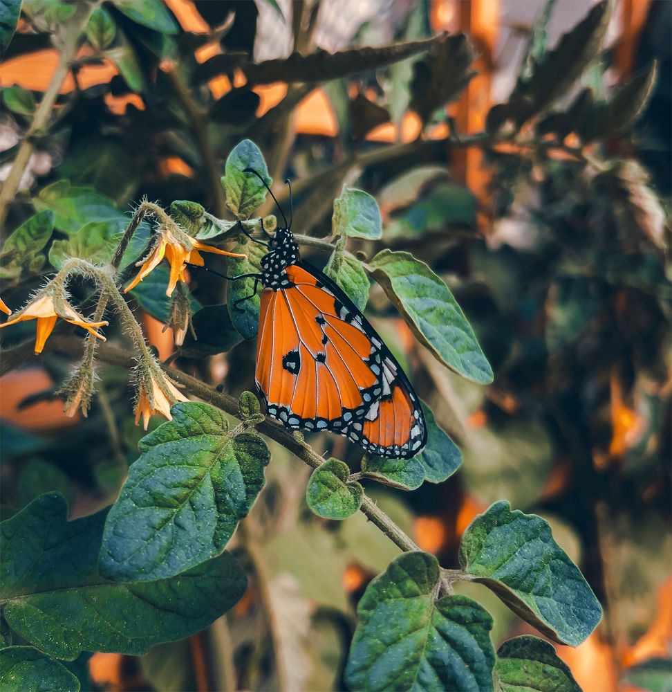 Photograph by Abdullah Al Battah