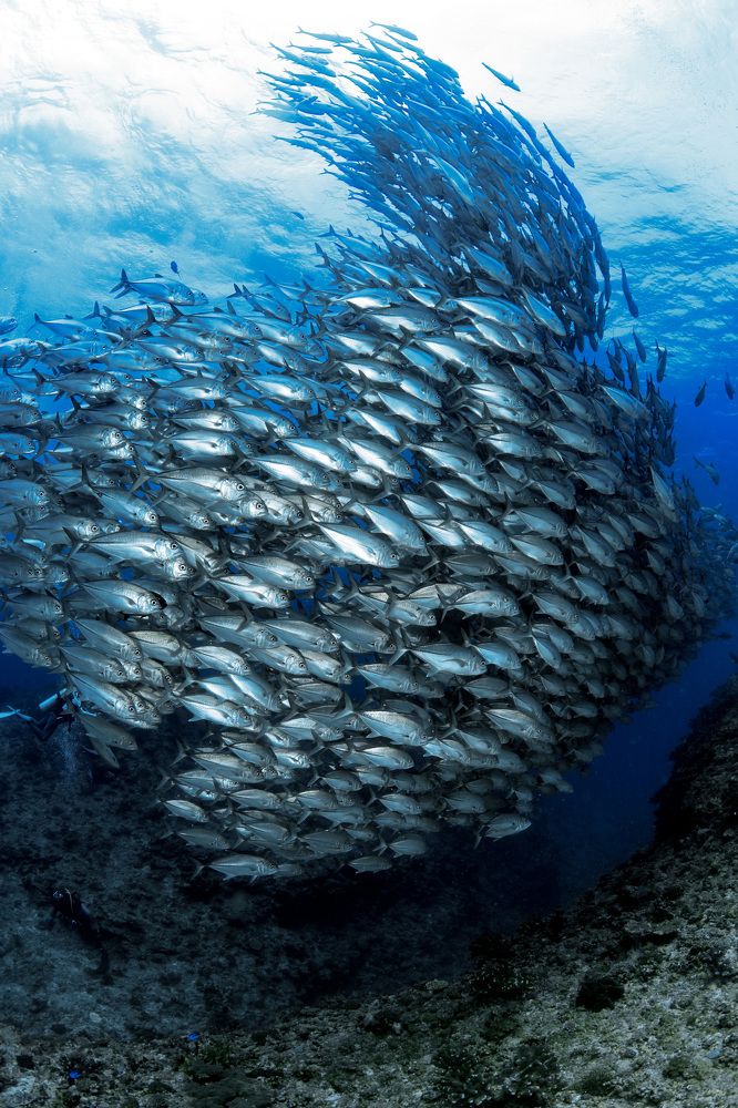 Photograph by HITOMI TSUCHIYA