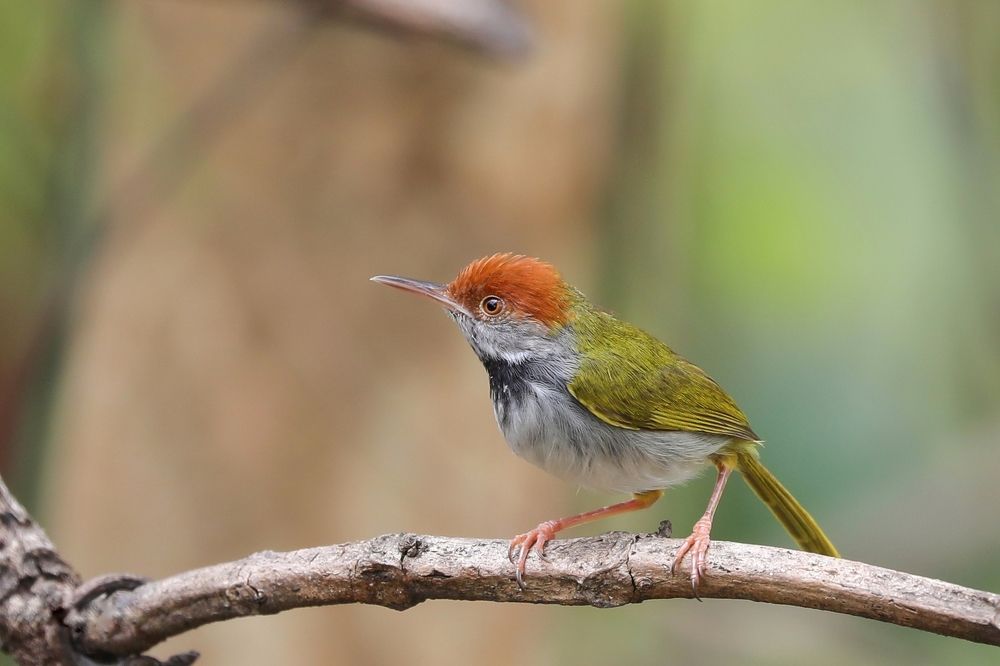 Photograph by Shawon Kuri